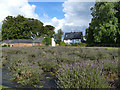 Swettenham lavender garden