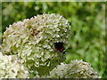 SJ7967 : Red Admiral on hydrangea at the Quinta Lovell Arboretum by Stephen Craven