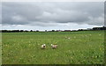 NK0041 : Sheep, Kinknockie by JThomas