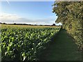 Field of Maize near Rushley Manor