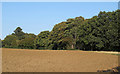 Recently tilled field near Tawney Lane, Stapleford Tawney