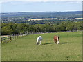 TQ4242 : Horses in a field next to the Sussex Border Path by Marathon
