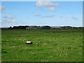 Grazing towards Invernorth Croft