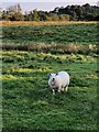 Grazing Land, Mosslea Farm