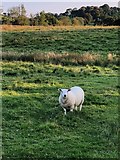 SJ9471 : Grazing Land, Mosslea Farm by Philip Cornwall