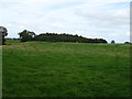 Grazing towards Spring Wood