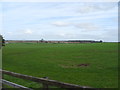 Grazing near Red House Farm