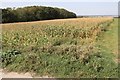 Maize crop by West View Road