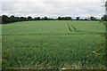 Field of oats near Great Moreton Hall