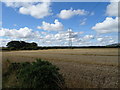 Cereal crop and power lines near Newark