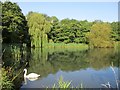 Pond on the South Haugh, Hamilton