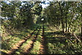 Tunnel of trees on the bridleway to Clifton