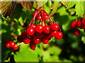 Red berries, The Firs Nature Reserve, Braydon