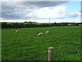 Sheep grazing near Parkhill