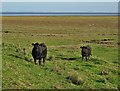 TF4548 : Two black cows beyond the sea bank by Neil Theasby