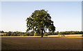 Tree in tilled field, Navestock Side