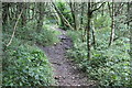 Path in Coed y Fedw