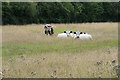 Cattle in long grass