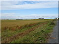 Cereal crop, South Broadleyhill