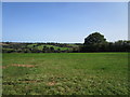 Grass field near Pen-carreg Plantation