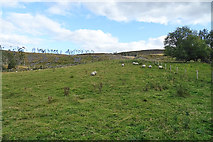 NJ1613 : Field near Torbain by Anne Burgess