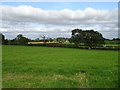 Grazing off Ewe Leys Lane