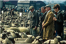 SO4382 : Craven Arms Livestock Market 1971 by Julian Paren