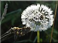 SK0393 : Seeding dandelion caught in morning sunlight by Neil Theasby