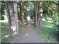 Avenue of yew trees at St. Mary