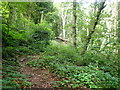 Woodland path near Llanidloes