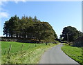 Woodland near Plane Tree Farm