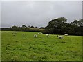 Sheep at Riggle