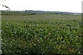 Field of maize near Farnsfield