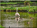 SD4214 : Greater Flamingos at Martin Mere Wetlands Centre by David Dixon