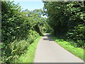 A stretch of tree lined minor road near to Carscaplie