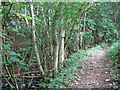 Footpath by Shittlehope Burn