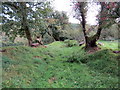 Llwybr uwchben Nant Ffrainc / Path above Nant Ffrainc