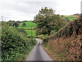 Derwen ar ochr yr heol / An oak tree on the roadside