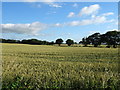 Cereal crop, Gatenby 