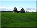 Grazing near Westfield Farm