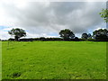 Grazing near Hill Farm