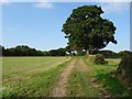 SO8344 : Field headland track and footpath by Philip Halling