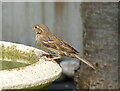 Sparrow on the birdbath