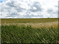 Cereal crop, Cow Close