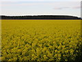 Yellow field at Ardovie