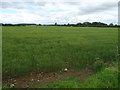 Crop field near Carnaby House Farm