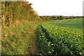 Footpath along the field edge