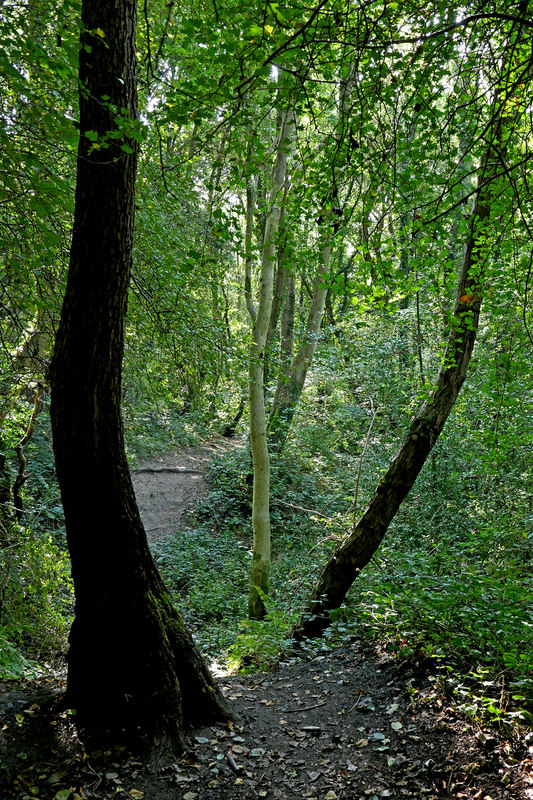 Woodland track in Cotwall End Nature... © Roger Kidd :: Geograph ...