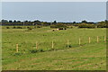 Cows grazing beside the River Parrett