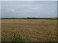 Cereal crop, South Meiklemoss